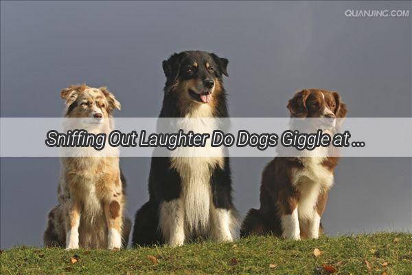 Sniffing Out Laughter Do Dogs Giggle at Stinky Feet A Pawsitively Funny Insight